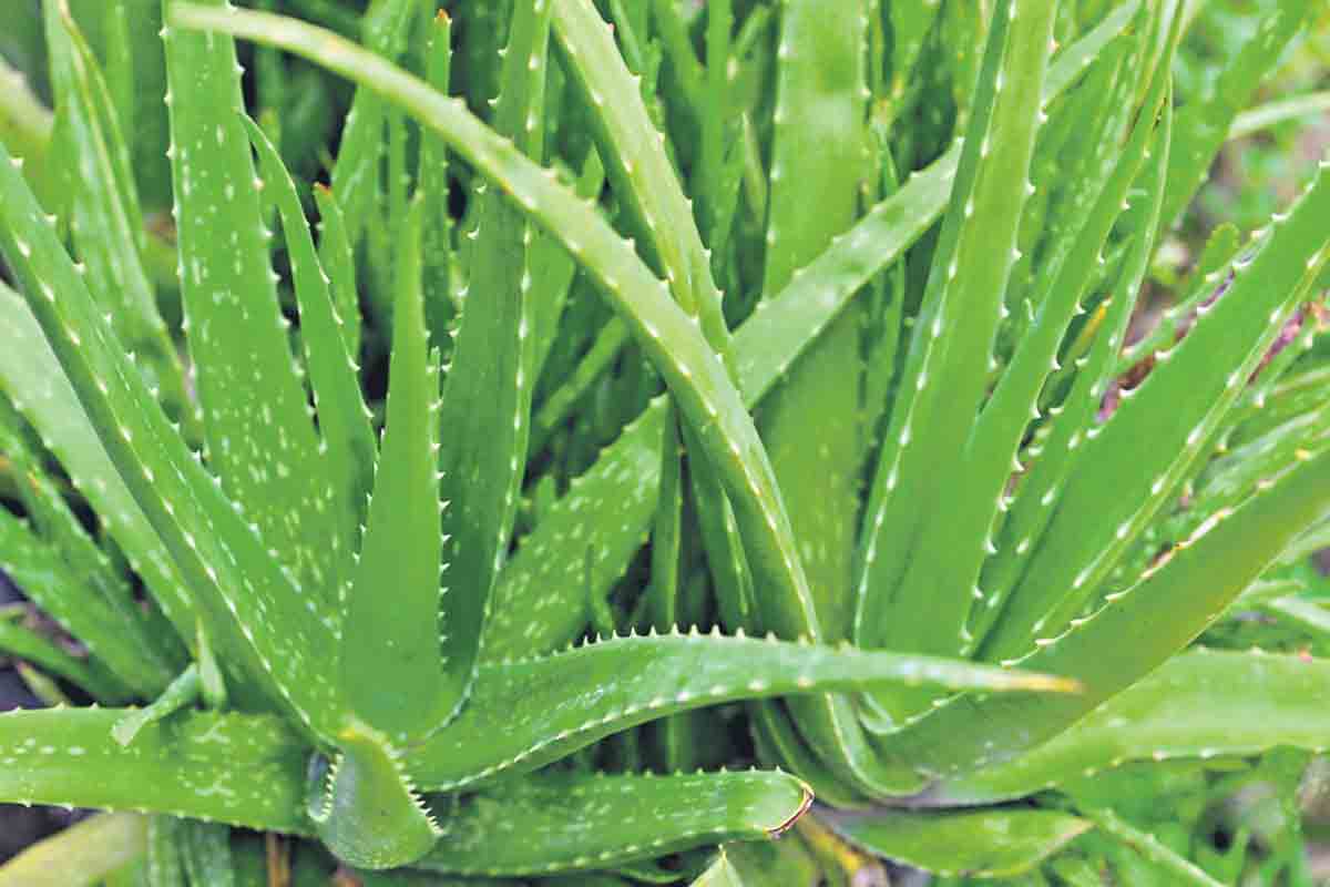 కలంబంద.. సాగు ఎలా?