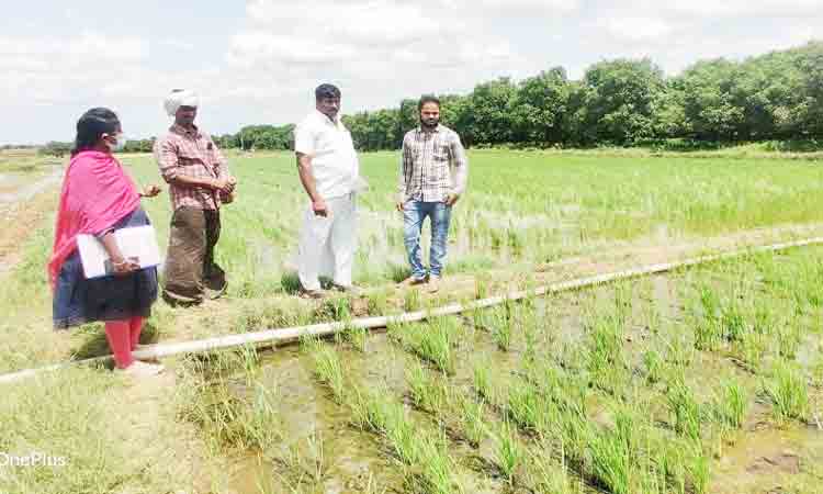 పక్కాగా పంట వివరాల నమోదు