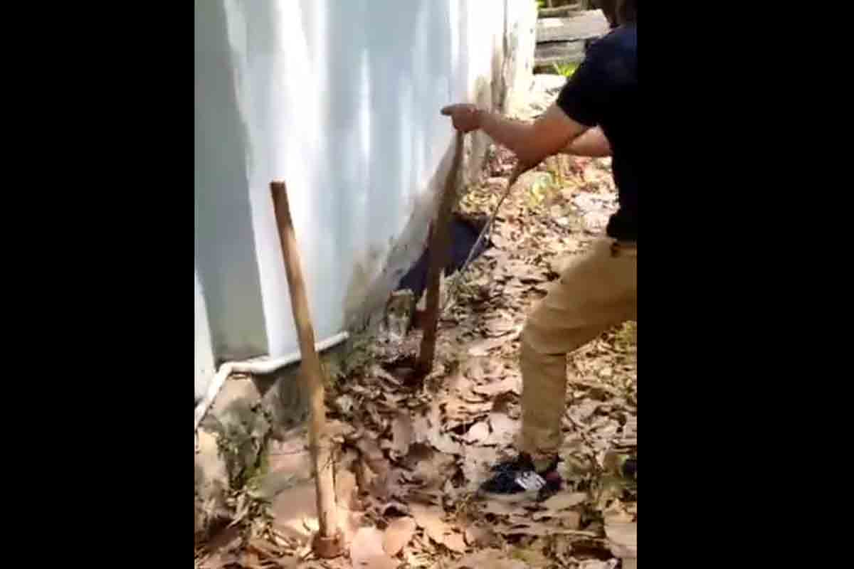 నాగుపామును ప‌ట్టిన అట‌వీశాఖ మ‌హిళా ఉద్యోగి.. వీడియో