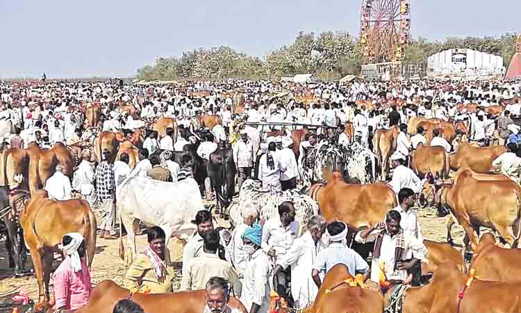 పశువుల జాతర !