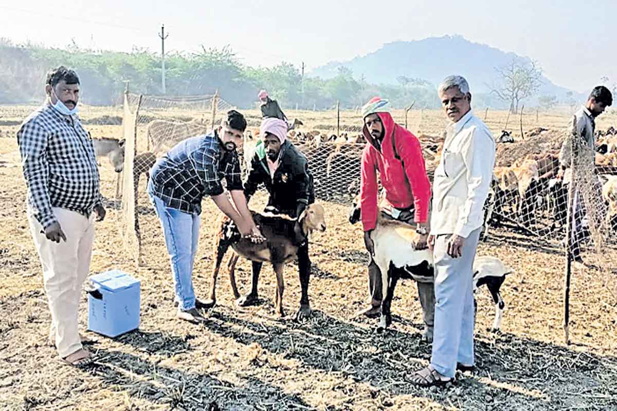 జీవాలకు వచ్చే వ్యాధులపై అప్రమత్తంగా ఉండాలి