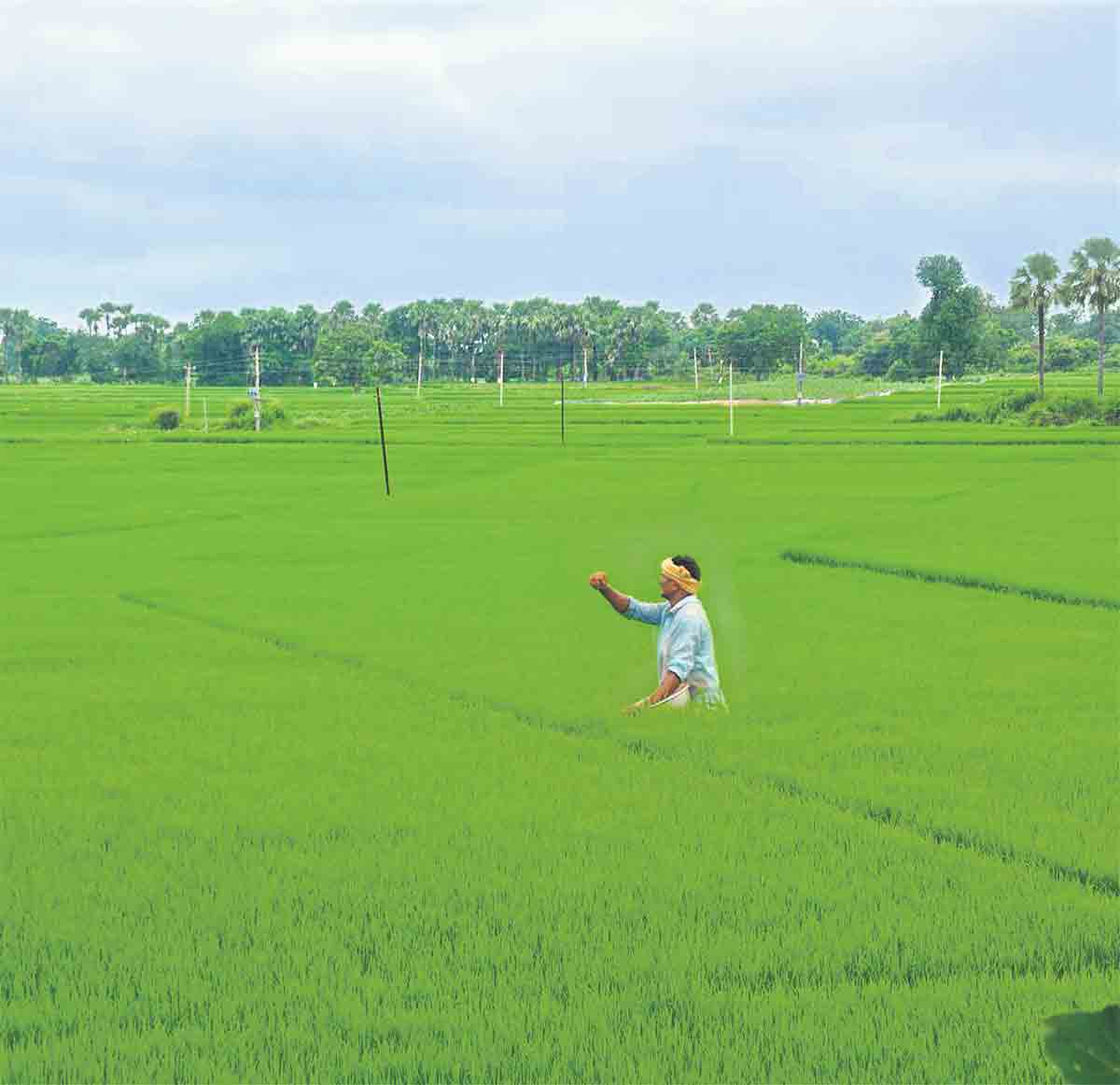 ఎరువులపై సబ్సిడీలకు కోత విధించిన కేంద్రం