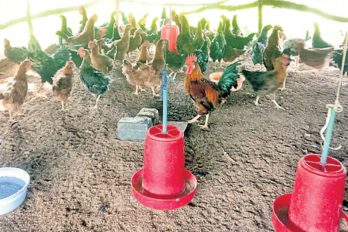 కడక్‌నాథ్‌ కోళ్ల పెంపకం లాభదాయకం