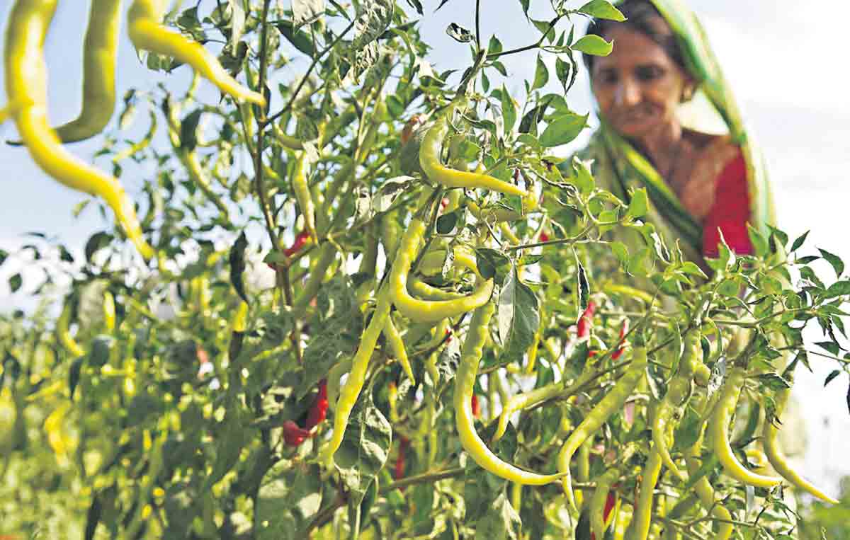 సూపర్‌.. మిర్చీ!