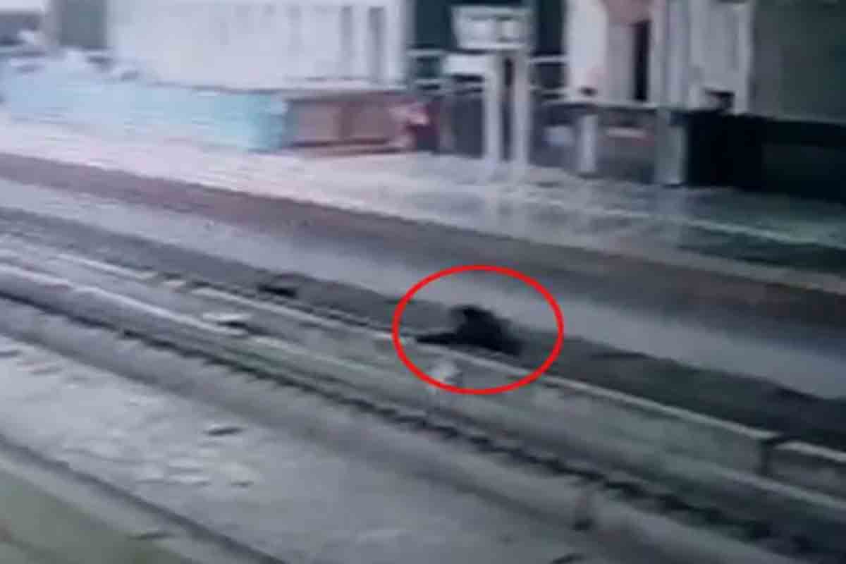 Viral VIdeo: మొబైల్‌ ఫోన్‌ చూడటంలో బిజీ… మెట్రో రైల్‌ పట్టాలపై పడిన వ్యక్తి