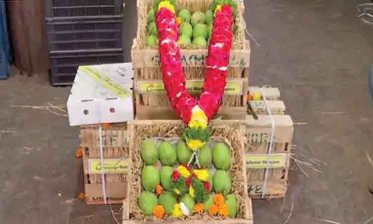 అల్ఫోన్సో మామిడి పండ్లా.. మజాకా! 50 ఏండ్లలో అత్యధిక ధర