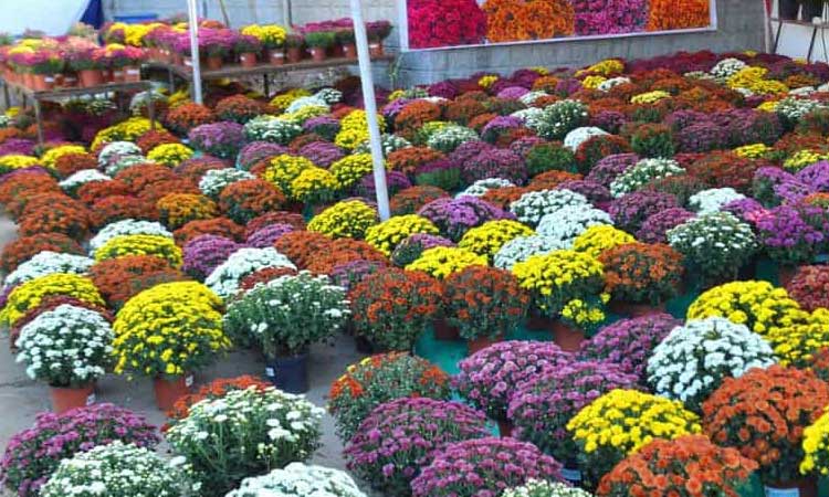 హైదరాబాద్‌ వేదికగా మరో భారీ నర్సరీ మేళా