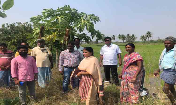 జిల్లాలో 50 వేల ఎకరాల్లో ఆరుతడి పంటల సాగు