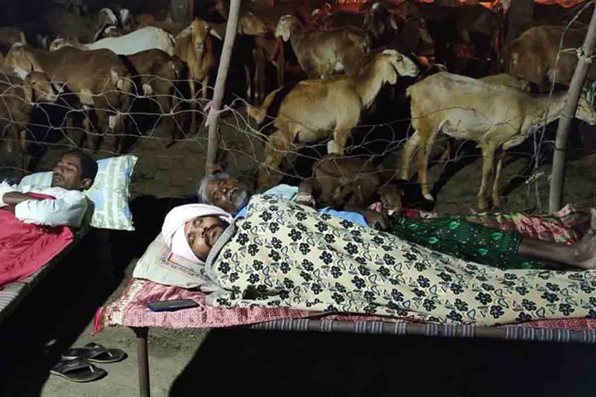 గొర్రెల పంపిణీ, సంపద పెంపులో తెలంగాణ నంబర్‌ వన్‌