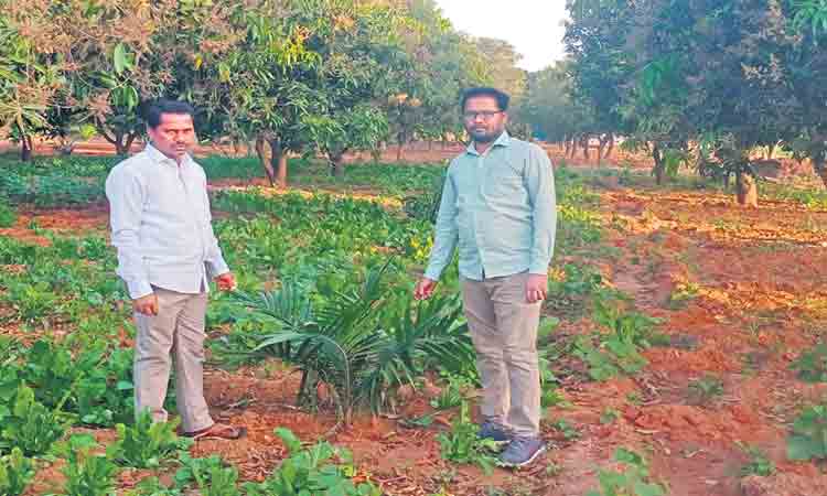 అంతర పంటతో అధిక లాభాలు