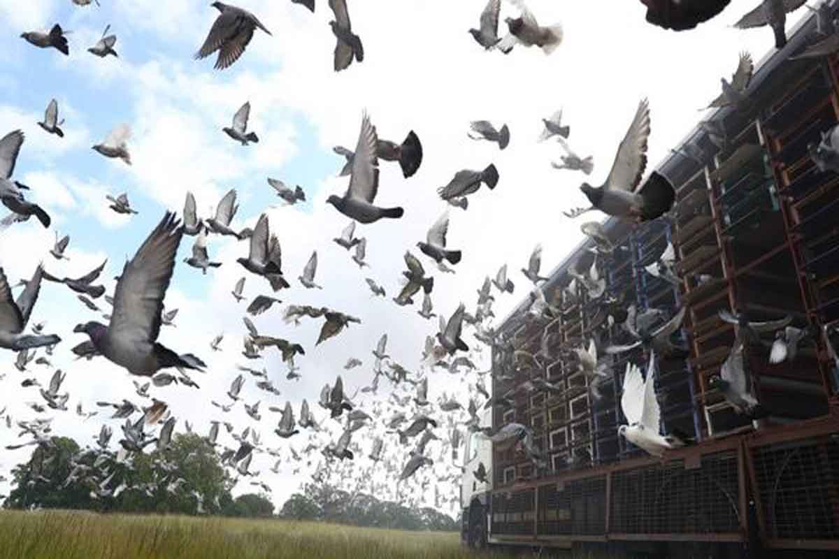 ప్రకాశం జిల్లాలో తమిళనాడు పావురాల బెట్టింగ్‌.. నిర్వాహకులు అరెస్ట్‌