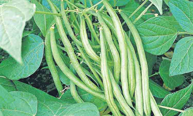 చలి తీవ్రంగా ఉన్న ప్రాంతంలో ఎలాంటి కూరగాయలు పండించాలి