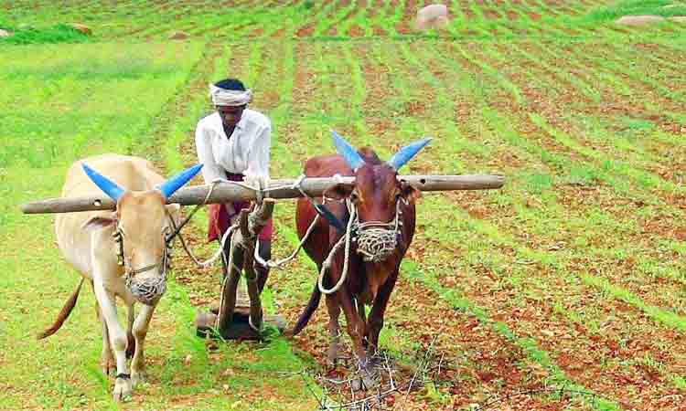 రైతుకు కిరీటం