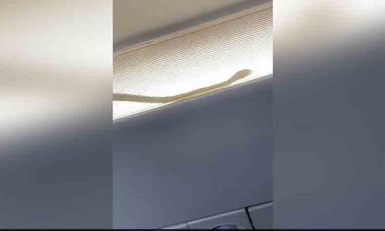 Viral Video | ఫ్లైట్‌లో పాము.. దారి మ‌ళ్లించిన పైలట్