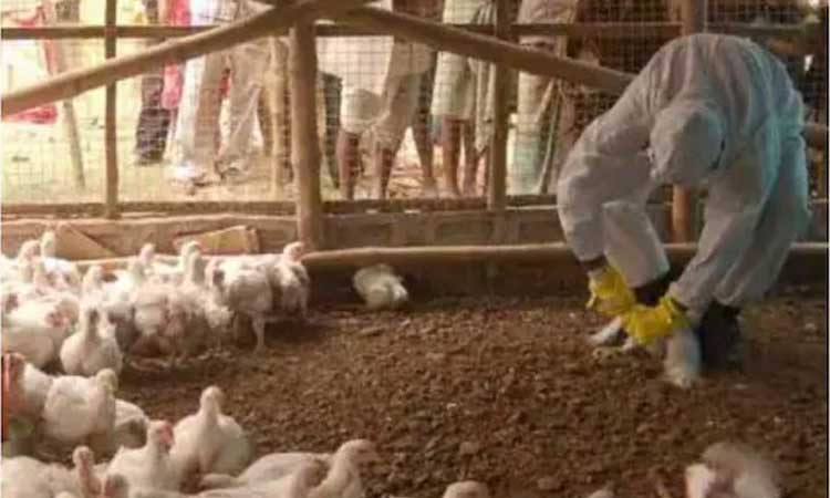 పుణెలో బర్డ్‌ఫ్లూ కలకలం.. 25 వేల కోళ్లను చంపేయాలని ఆదేశం