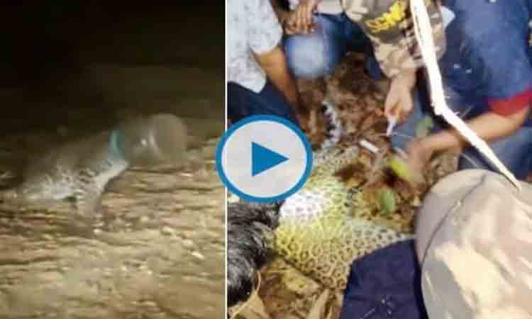 వాటర్ టిన్లో ఇరుక్కున చిరుత తల… రక్షించిన అటవీ శాఖ