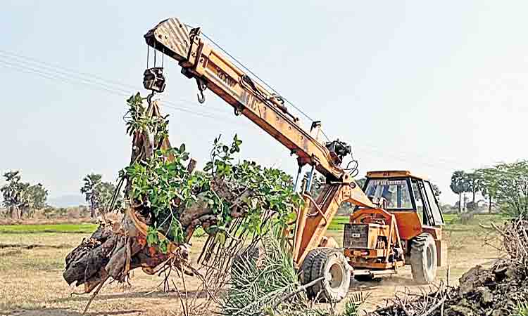 నేలకొరిగిన మర్రికి ప్రాణం