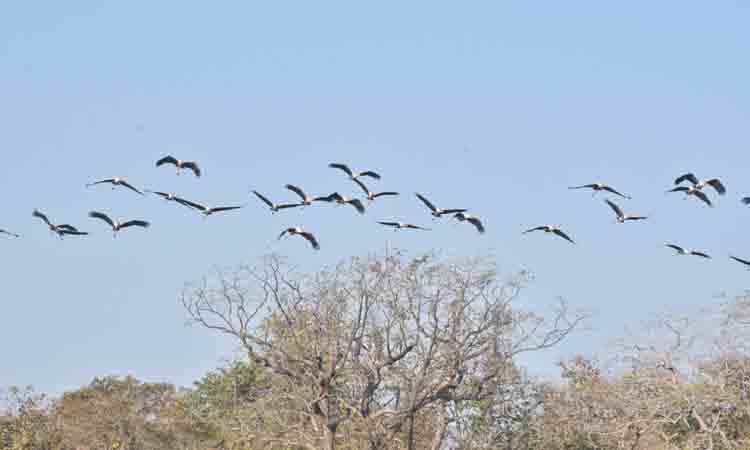 కవ్వాల్‌కు కళ