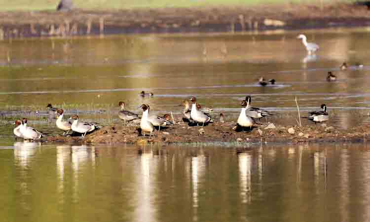 కేటీఆర్‌ ఫారెస్ట్‌లో ముగిసిన బర్డ్‌వాక్‌ ఫెస్టివల్‌