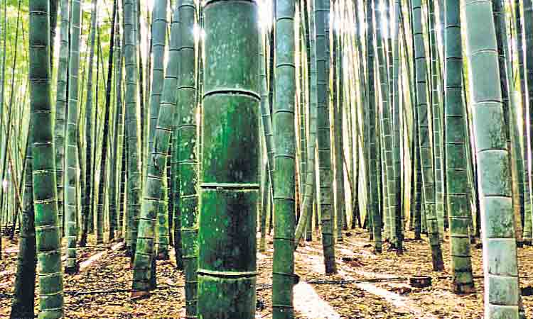 రాష్ట్రంలో వెదురు సాగు పెంచాలి