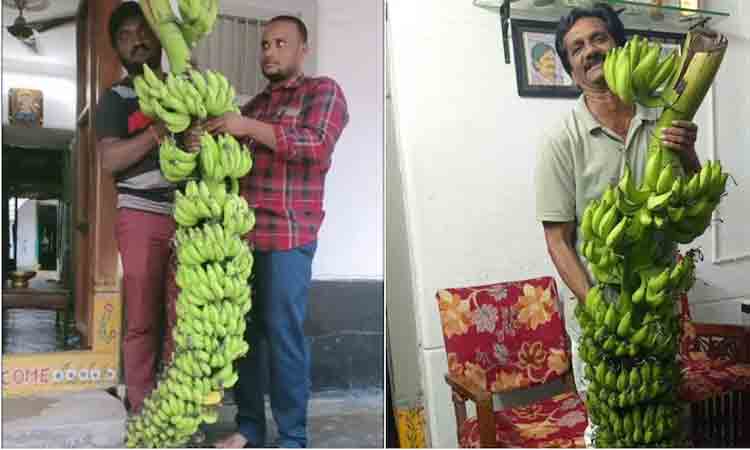 ఇంత పెద్ద అర‌టి గెల‌ను ఎప్పుడైనా చూశారా.. ఈ గెల‌కు ఎన్ని అర‌టి పండ్లు ఉంటాయో తెలిస్తే ఆశ్చ‌ర్య‌పోతారు