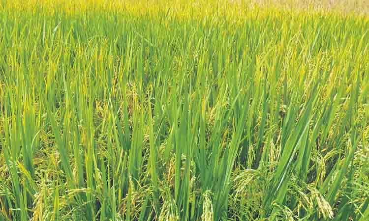 35 శాతం తగ్గిన వరి