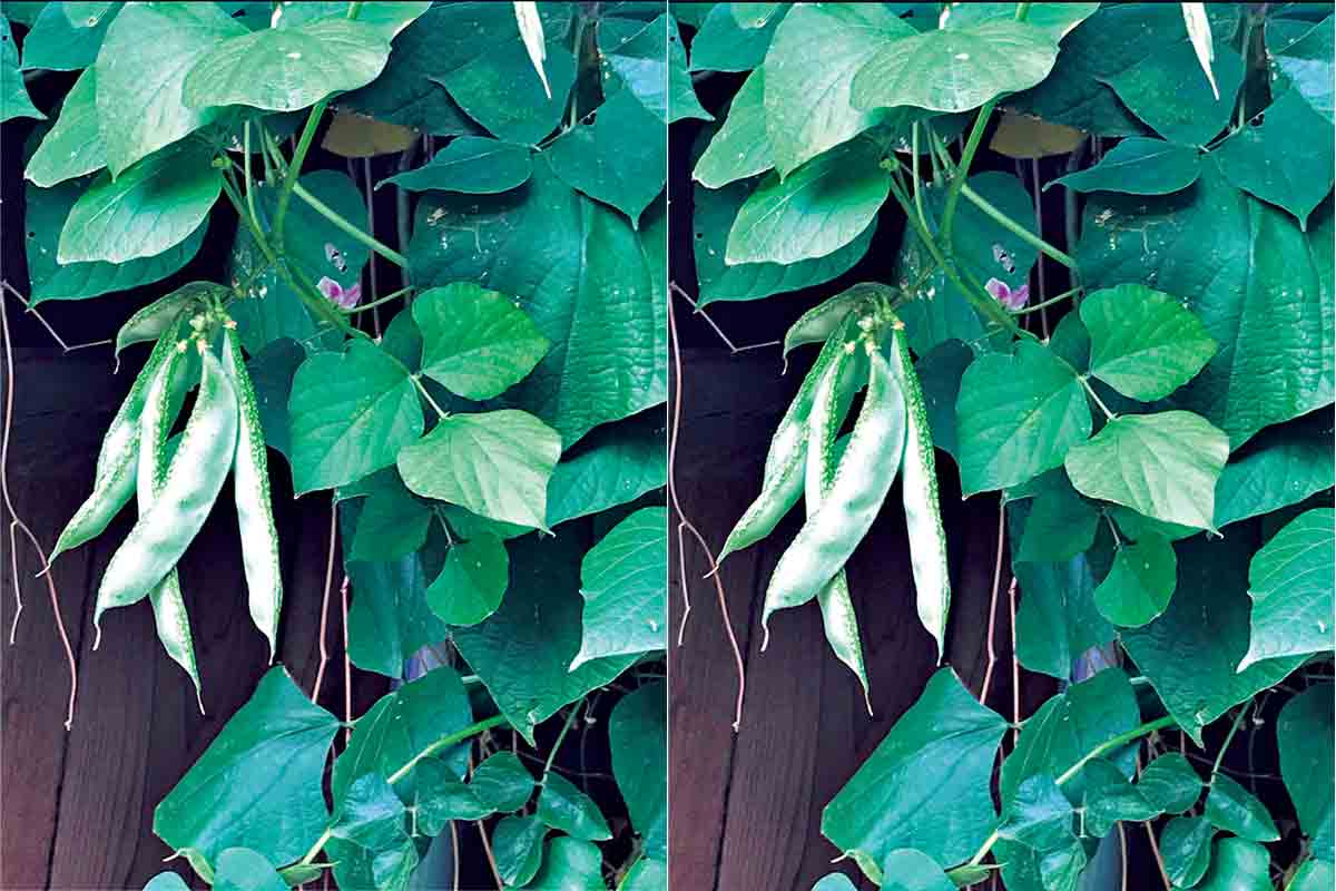 రథసప్తమి నాడు చిక్కుడు ఆకులు తలపై ఉంచుకొని స్నానం చేయాలా?