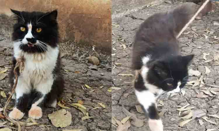 హుజూర్‌న‌గ‌ర్‌లో పిల్లి కోసం కొట్లాట.. పోలీస్ స్టేష‌న్ చేరిన లొల్లి