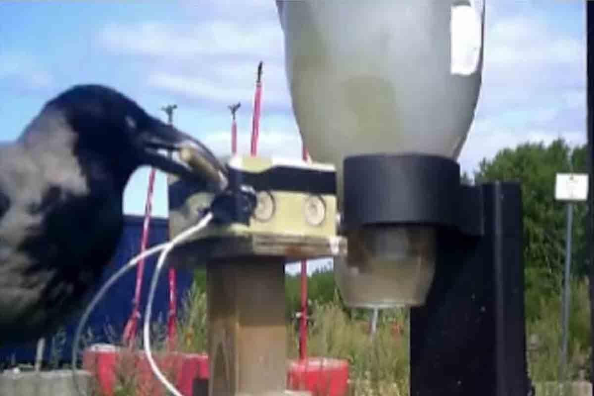 తాగిప‌డేసిన సిగ‌రెట్ పీక‌ల‌ను ఏర‌డానికి కాకుల‌ను నియ‌మించిన సంస్థ‌