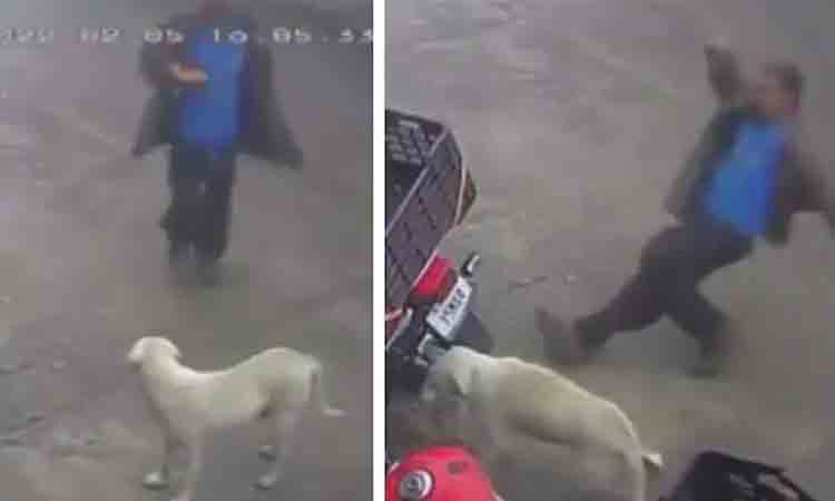 వీధి కుక్క‌ను త‌న్న‌బోయాడు.. అడ్డంగా బుక్క‌య్యాడు.. ఇన్‌స్టంట్ క‌ర్మ అంటే ఇదేనేమో? వైర‌ల్ వీడియో