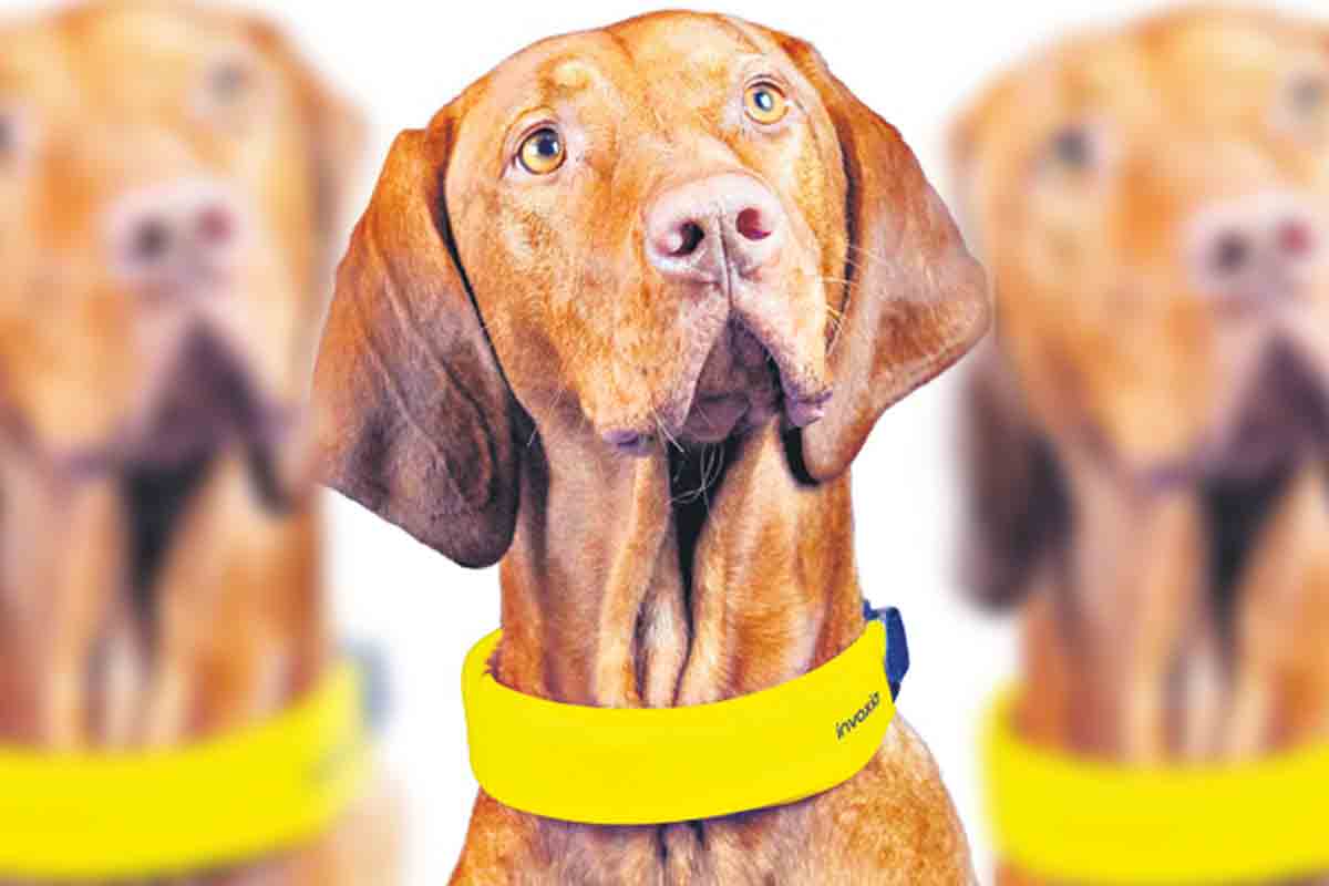 మీ పెంపుడు శున‌కాల‌కు ఈ స్మార్ట్‌ బెల్ట్ వేయండి.. రిజ‌ల్ట్ చూడండి..