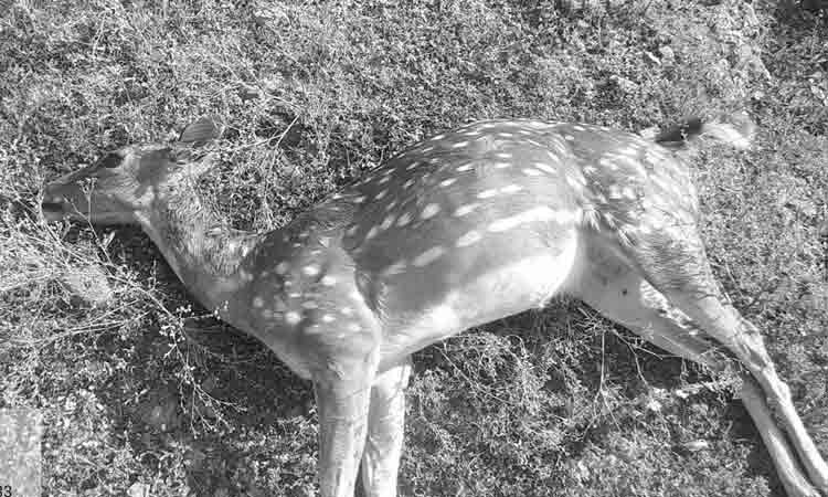 అడవి కుక్కల దాడిలో దుప్పి మృతి