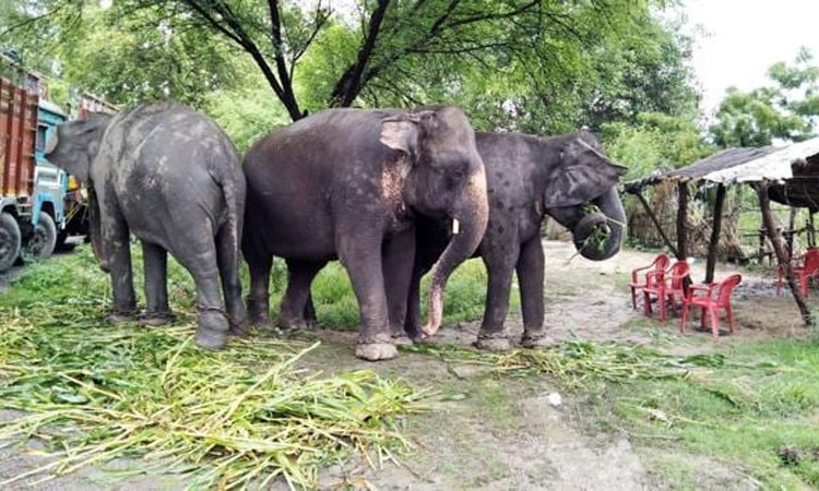 ఏనుగుల వ‌ల్ల ఆడ పిల్ల‌ల పెళ్లిళ్లే కావ‌డం లేదు.. ఎక్క‌డంటే..