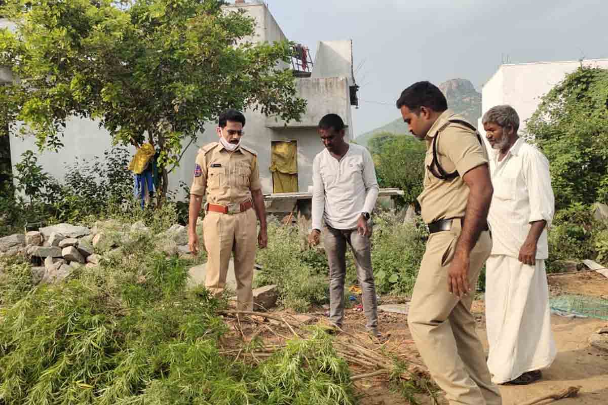 గంజాయి సాగు చేస్తే రైతుబంధు కట్.. ఇప్పటికే మహబూబ్‌న‌గ‌ర్‌లో ఒకరు.. తాజాగా గద్వాలలో ఇద్దరిపై కేసులు