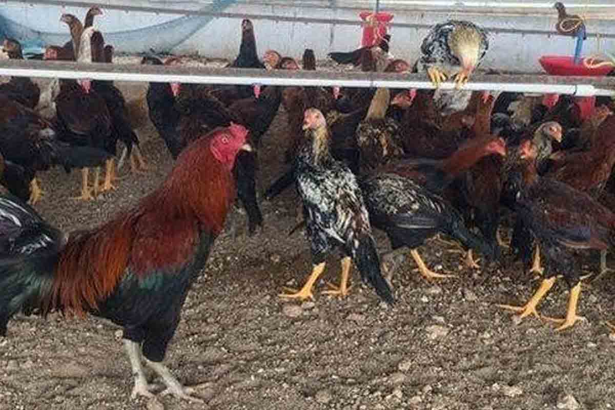 నాటుకోడి భలే కేజ్రీ