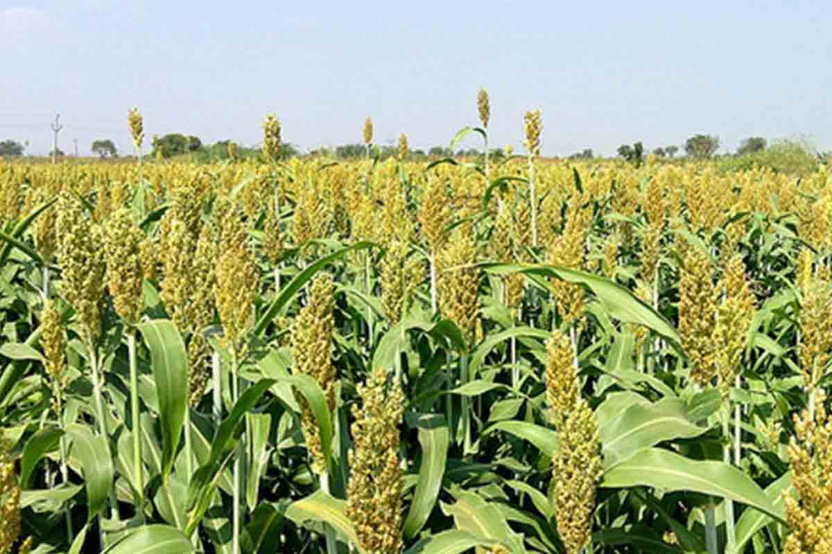 ఆలోచనే పెట్టుబడి