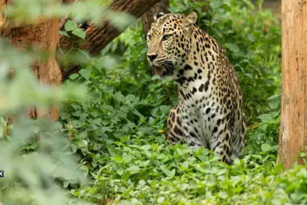 కుమార్తెను కాపాడేందుకు… చిరుతతో ధైర్యంగా పోరాడిన మహిళ