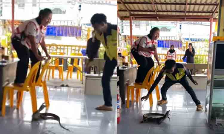 రెస్టారెంట్‌లో బ‌ల్లిని చూసిన మ‌హిళ‌.. ఏం చేసిందో తెలుసా? వైర‌ల్ వీడియో