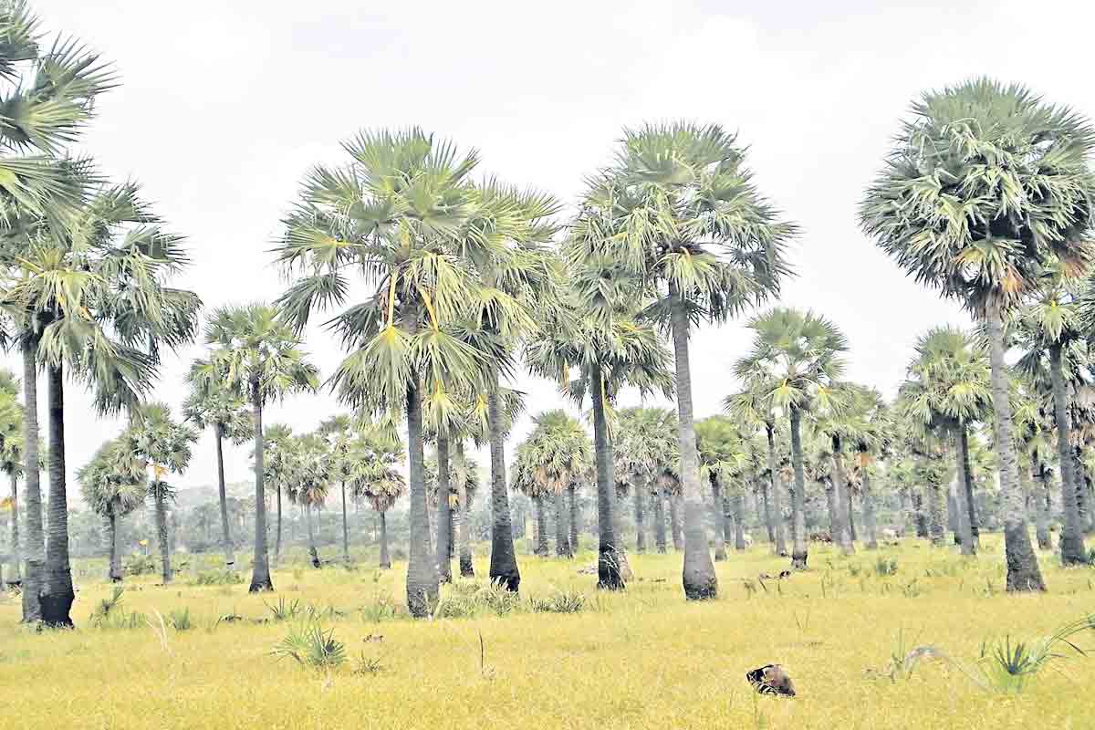 తాటిచెట్లకు తీరొక్క నామకరణాలు