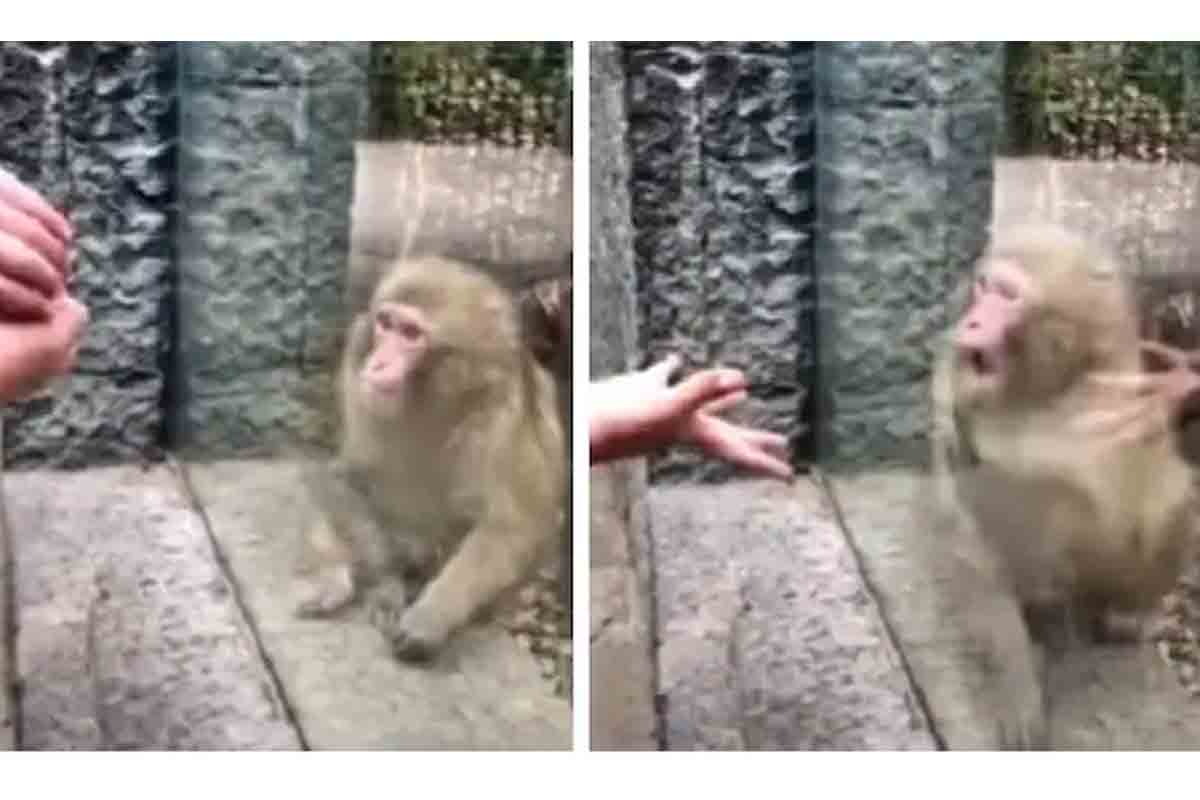 కోతి ముందు మ్యాజిక్ ట్రిక్ చేశాడు.. దీంతో కోతి ఏం చేసిందో తెలిస్తే అవాక్క‌వుతారు: వైర‌ల్ వీడియో