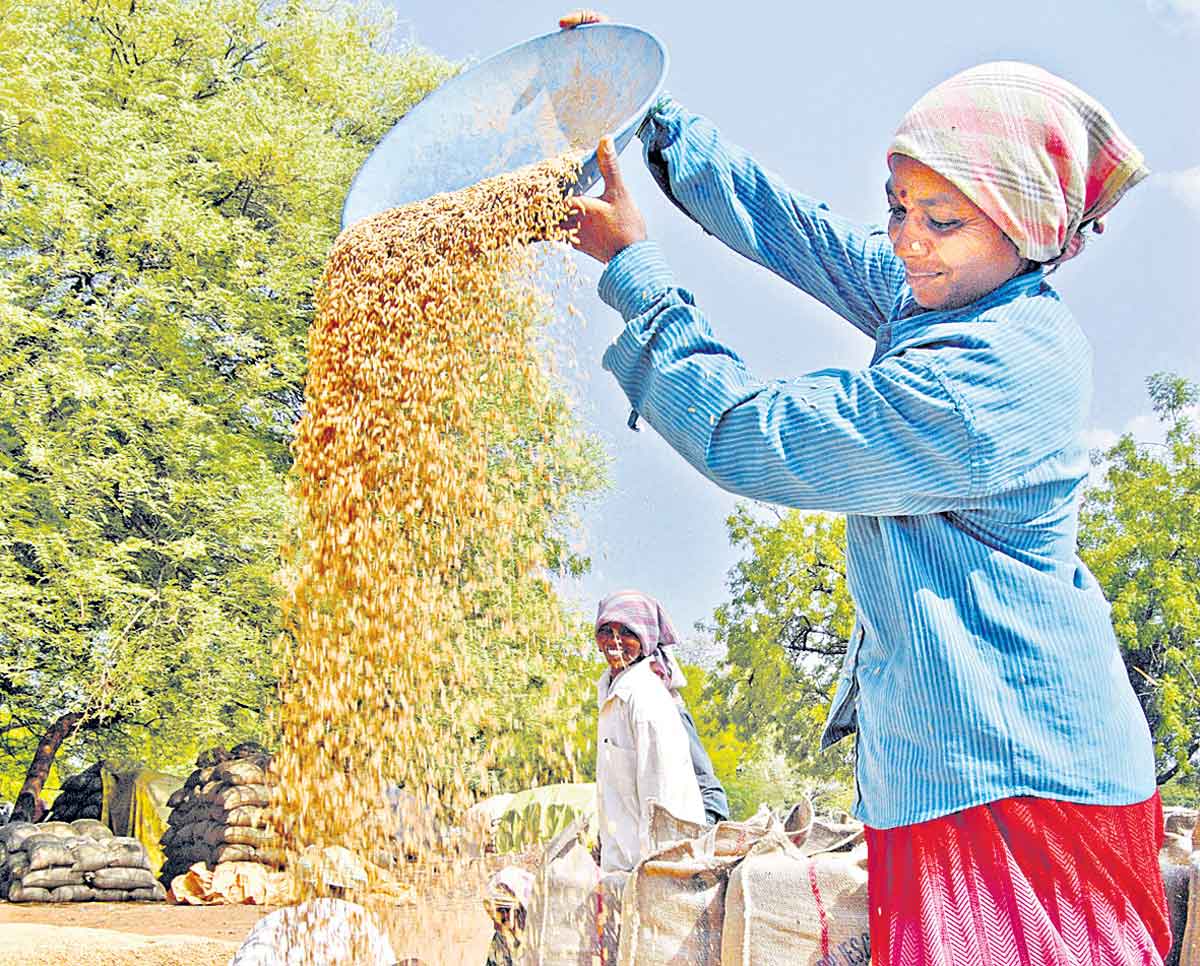 ధాన్యమా! కొనేది నిజమా?