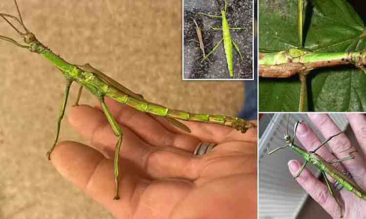 ఆడ-మగ గడ్డిచిలుక.. ద్విలింగ లక్షణాలు ఉన్న ఏకైక కీటకం ఇదే