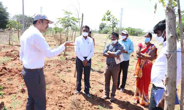 మొక్కల సంరక్షణలో నిర్లక్ష్యం వహిస్తే చర్యలు : కలెక్టర్ పాటిల్