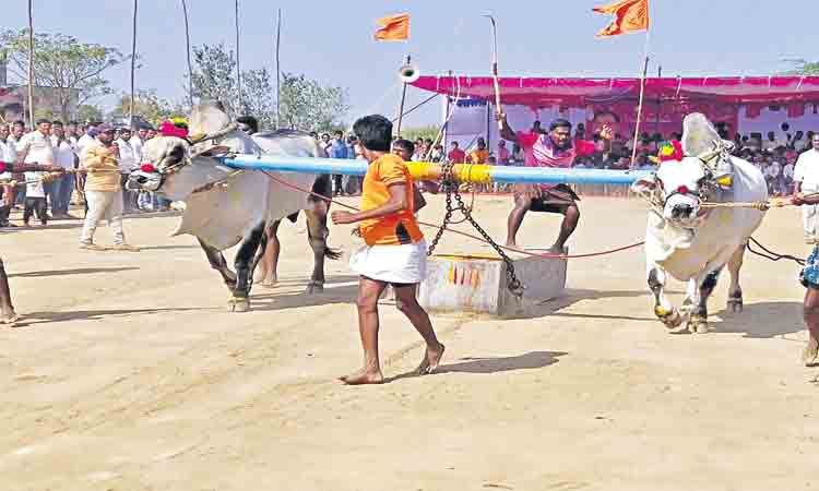 ఆకట్టుకున్న బండలాగుడు పోటీలు