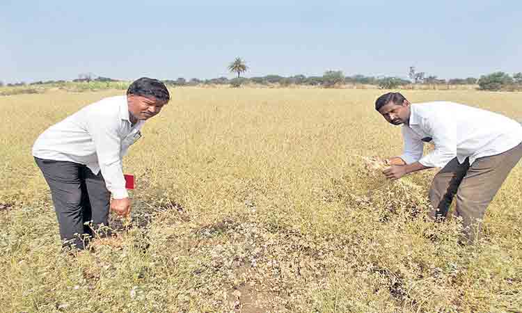 వాము సాగు లాభాల బాట