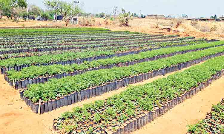 హరితహారానికి మొక్కల పెంపకం