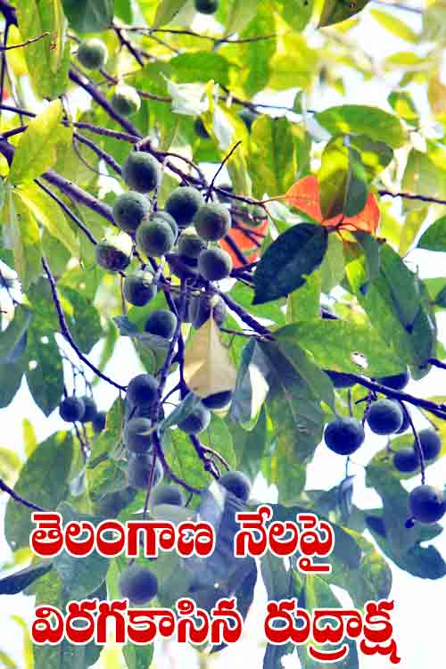 కరీంనగర్‌లో రుద్రాక్ష సాగు