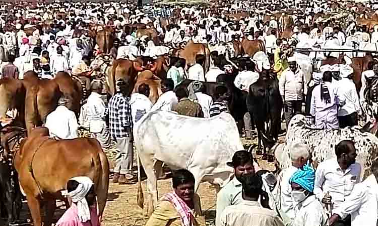 వేలాదిగా తరలివచ్చిన పశువులు..ఆసక్తిగా తిలకించిన ప్రజలు