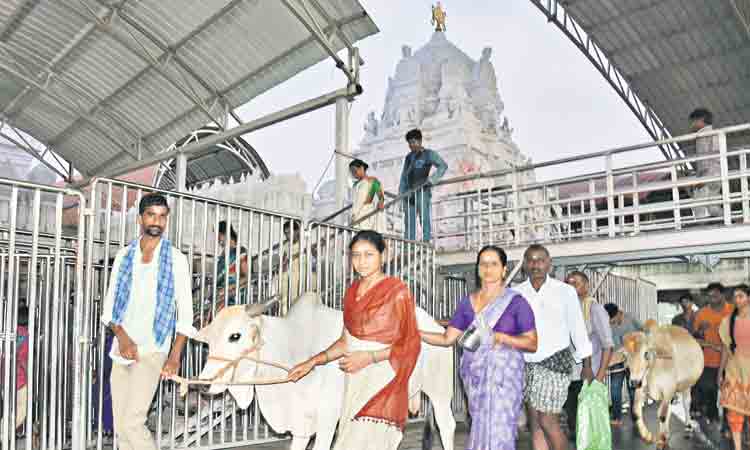 Maha Shivaratri 2022 | వేముల‌వాడ రాజ‌న్న‌కు కోడె మొక్కులు ఎందుకు చెల్లిస్తారు?