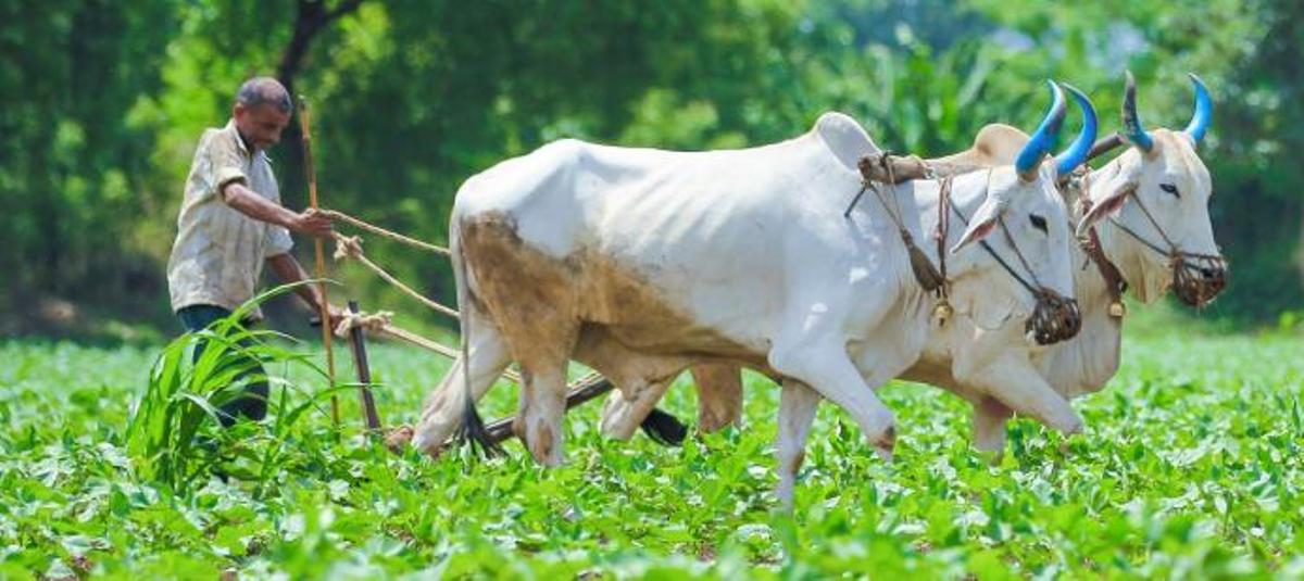 Indian Agriculture | భారత వ్యవసాయ రంగంలో విప్లవం